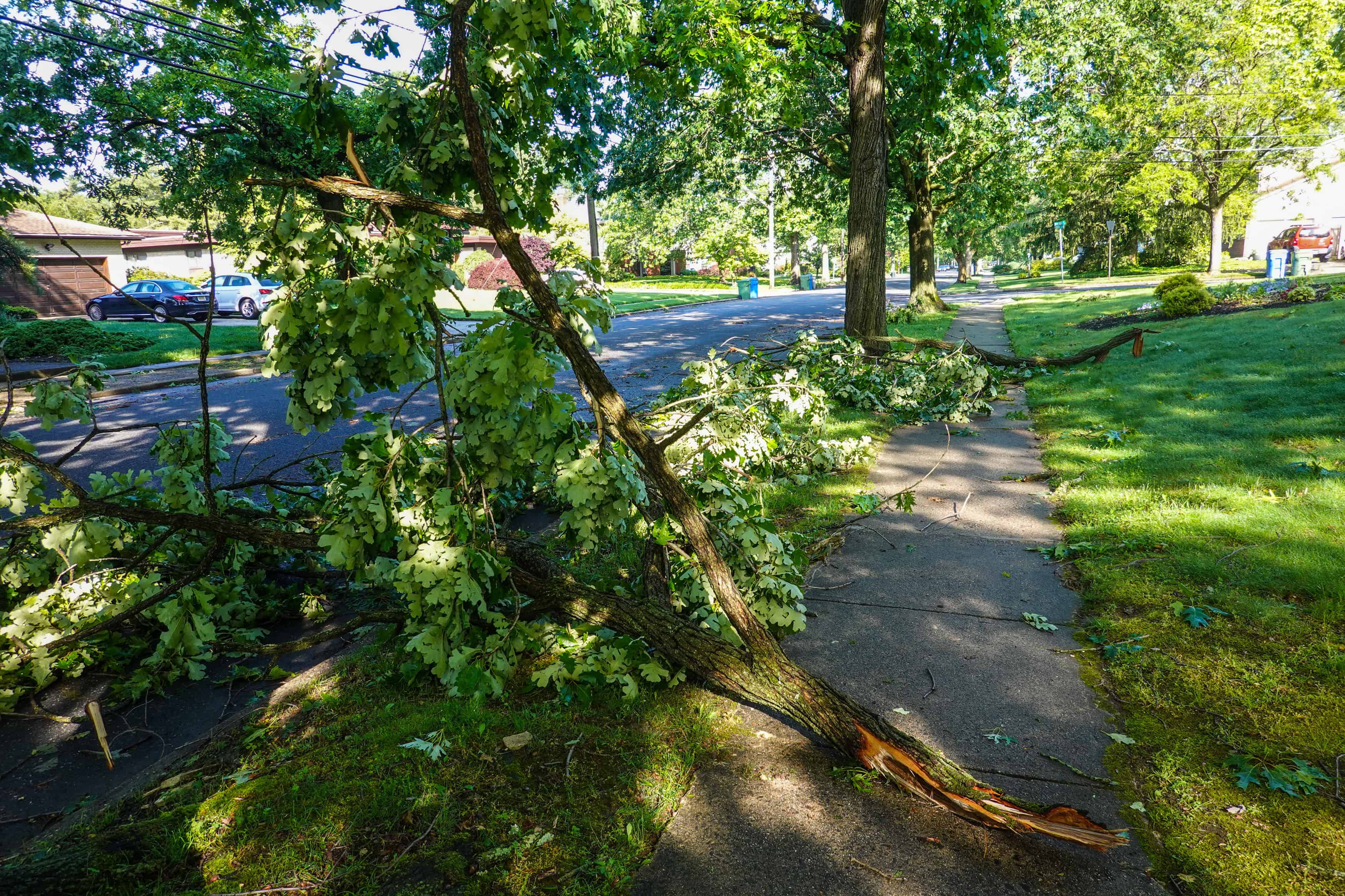 Small Tree Removal image