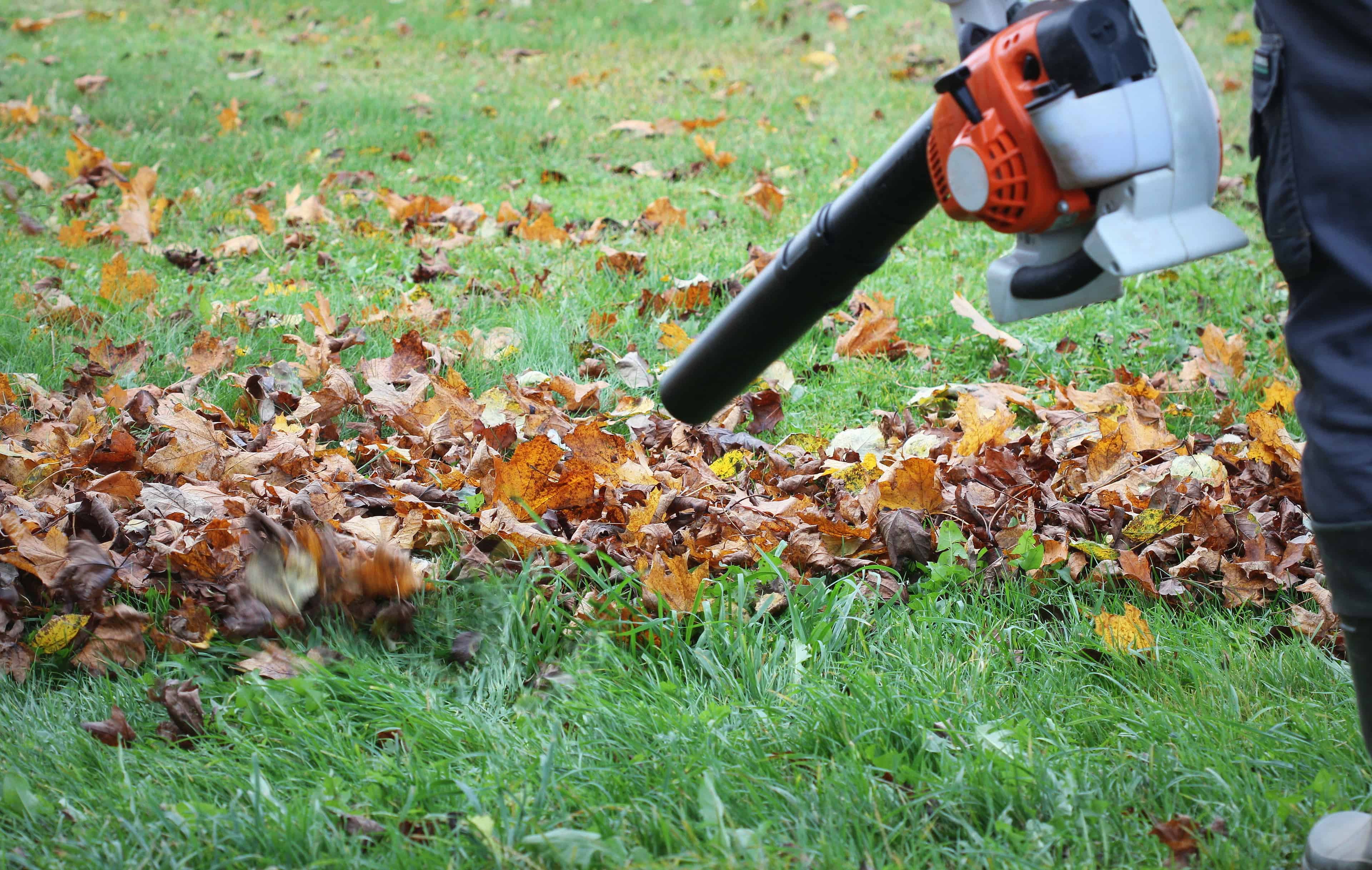 Leaf Cleanup image